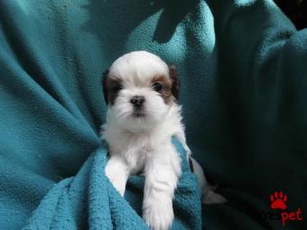 Ράτσα: Σιχ Τσού - Shih Tzu | Ηλικία: 2 μηνών | Φύλο: Αρσενικό | Αρ. Microchip: 6533739983 | Ιδιώτης | Εκπαιδευμένο | Περιοχή: Πειραιάς, Αττική